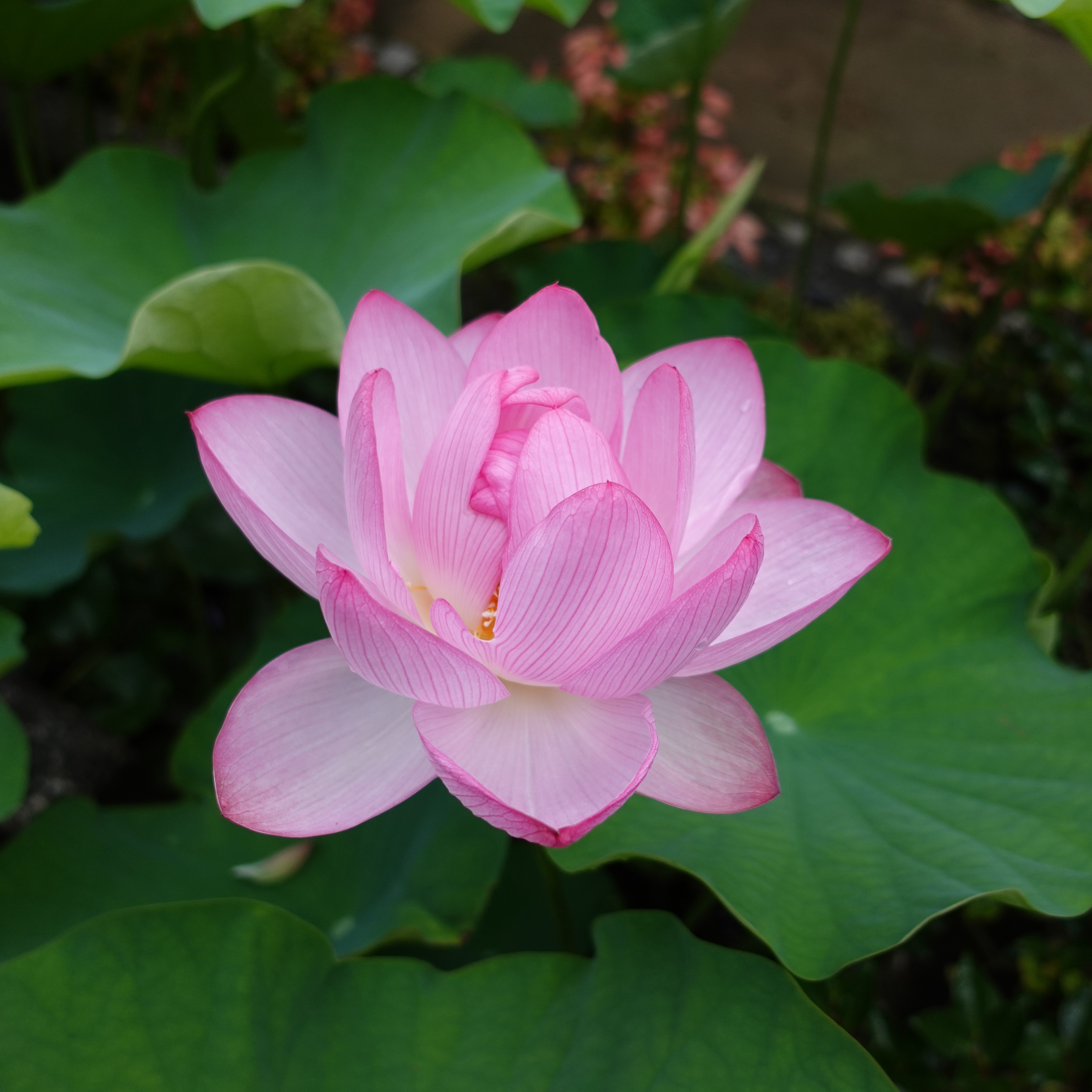 オオガハス | 堺市都市緑化センター | 大阪府・堺市